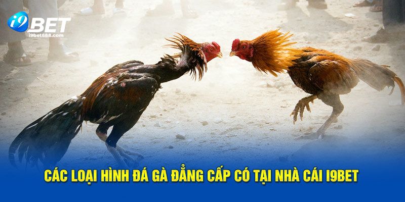 Các loại hình đá gà i9bet