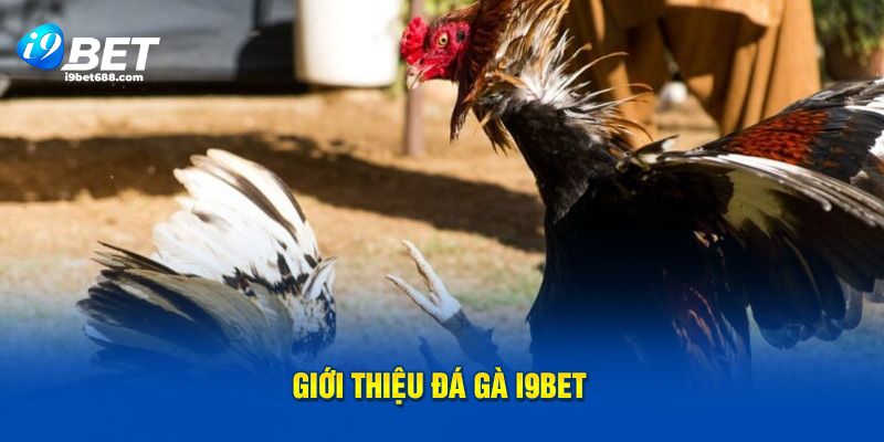 Giới thiệu đá gà I9BET