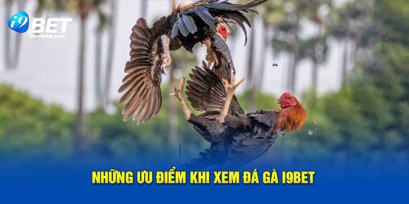 Những ưu điểm khi xem đá gà I9bet